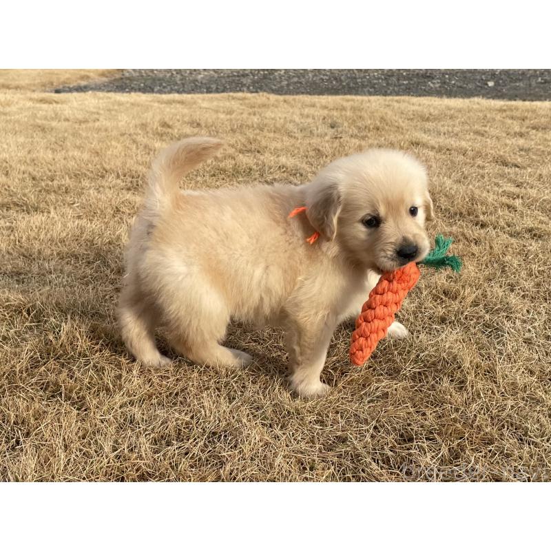 成約済の茨城県のゴールデンレトリーバー-433138の7枚目