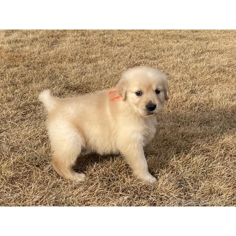 成約済の茨城県のゴールデンレトリーバー-433138の6枚目