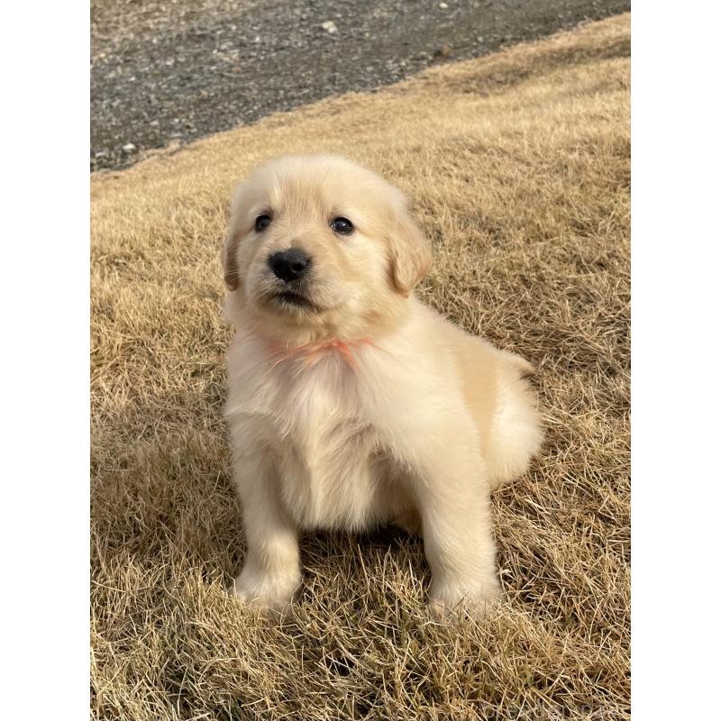 成約済の茨城県のゴールデンレトリーバー-433138の5枚目