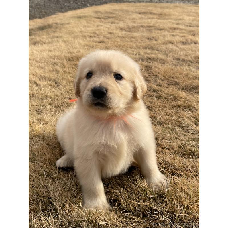 成約済の茨城県のゴールデンレトリーバー-433138の4枚目