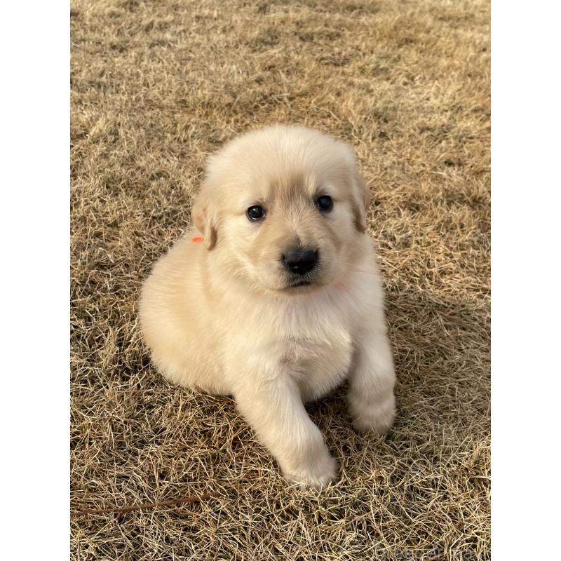 成約済の茨城県のゴールデンレトリーバー-433138の3枚目