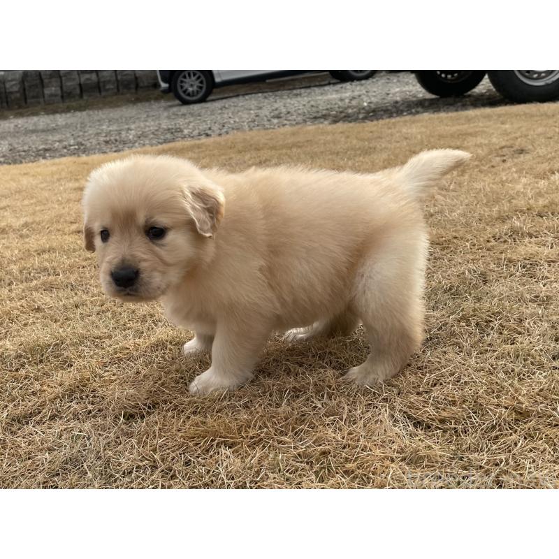 成約済の茨城県のゴールデンレトリーバー-433138の2枚目