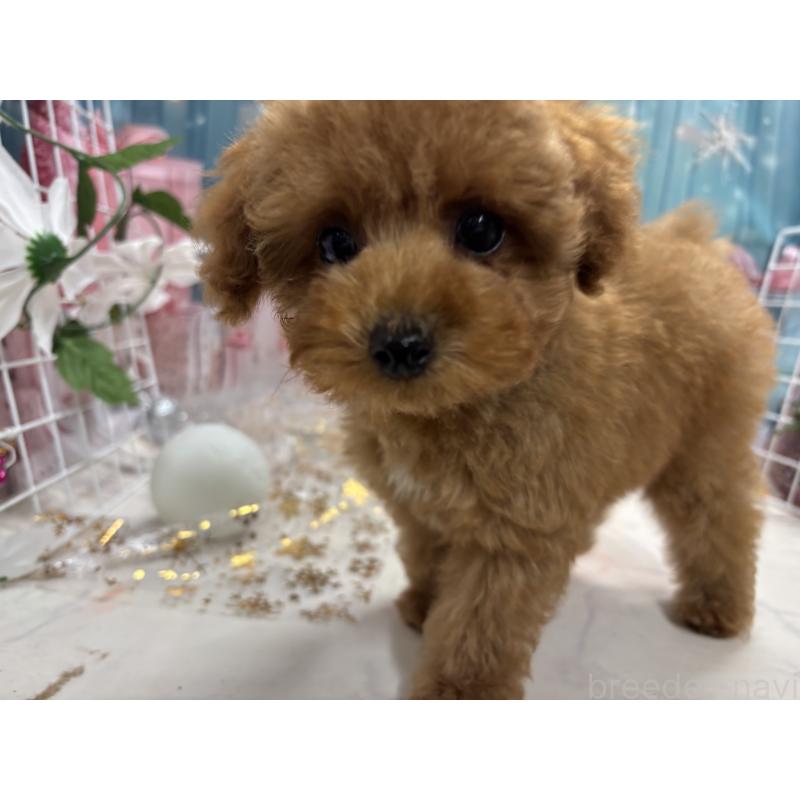 販売中の栃木県のタイニープードル-434243の1枚目