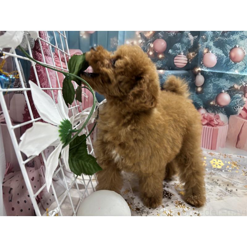 販売中の栃木県のタイニープードル-434243の7枚目