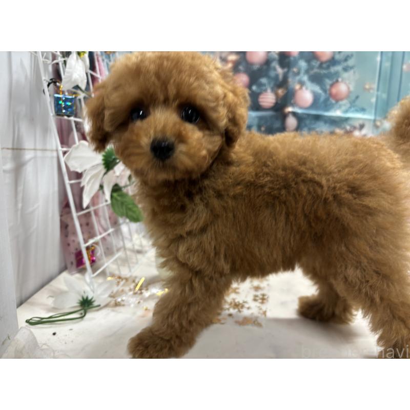 販売中の栃木県のタイニープードル-434243の6枚目