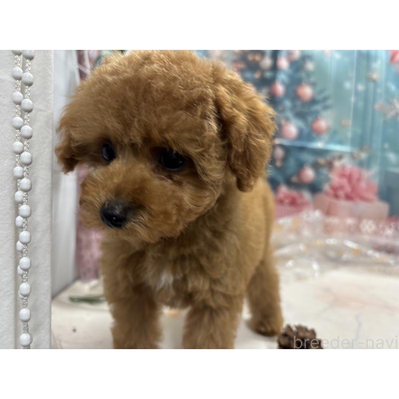 販売中の栃木県のタイニープードル-434243の5枚目