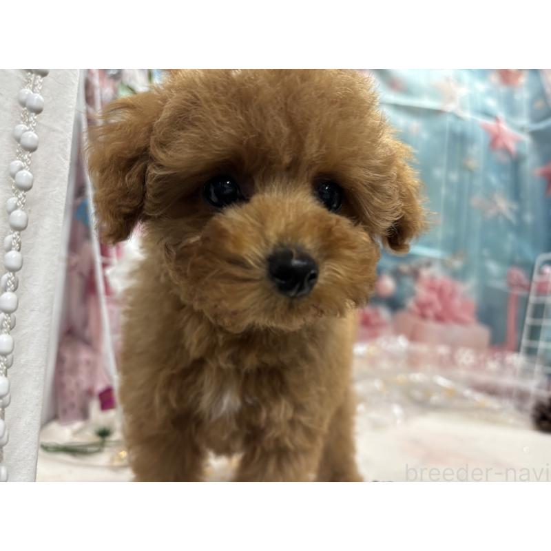 販売中の栃木県のタイニープードル-434243の4枚目