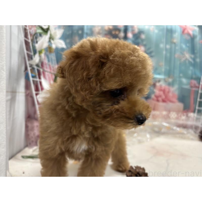 販売中の栃木県のタイニープードル-434243の3枚目