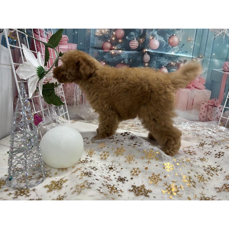 販売中の栃木県のタイニープードル-434243の2枚目