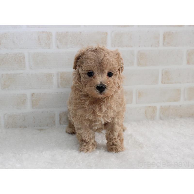 販売中の千葉県のマルプー:マルチーズ×トイプードル-434245の3枚目