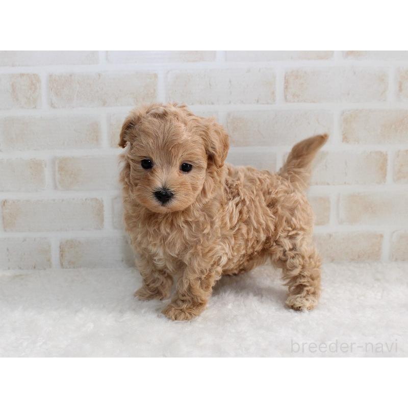 販売中の千葉県のマルプー:マルチーズ×トイプードル-434245の2枚目