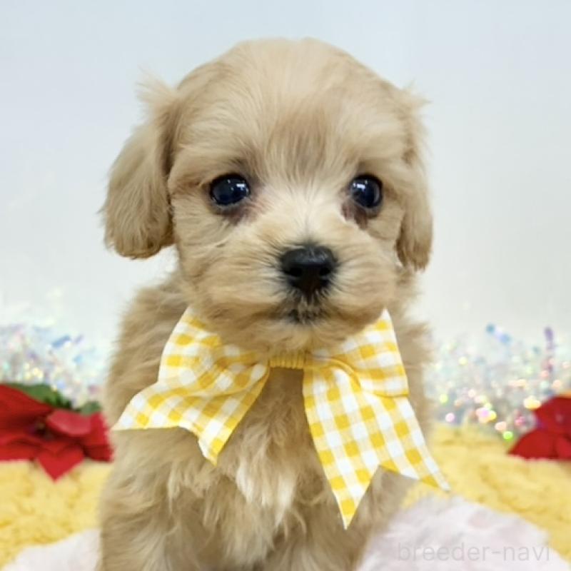 販売中の岐阜県のマルプー:マルチーズ×トイプードル-434244