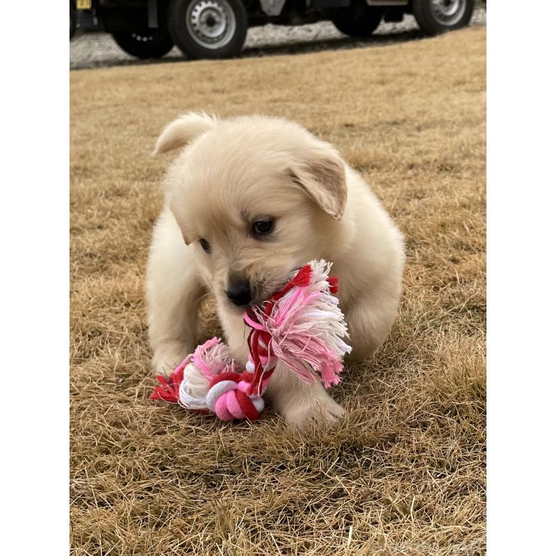 成約済の茨城県のゴールデンレトリーバー-433139の8枚目