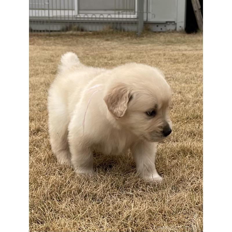成約済の茨城県のゴールデンレトリーバー-433139の7枚目
