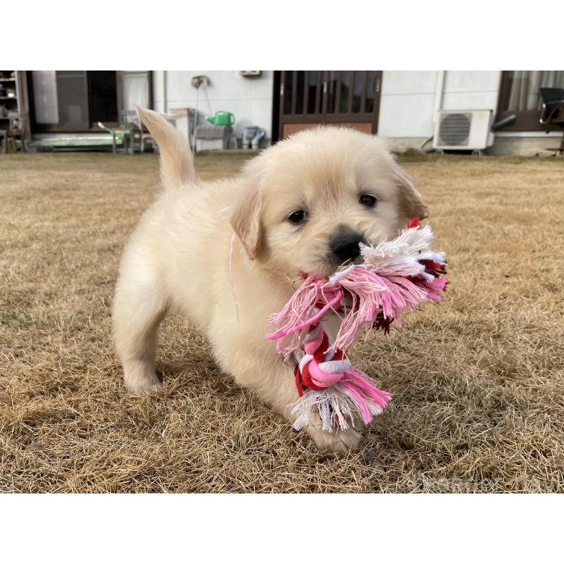 成約済の茨城県のゴールデンレトリーバー-433139の6枚目