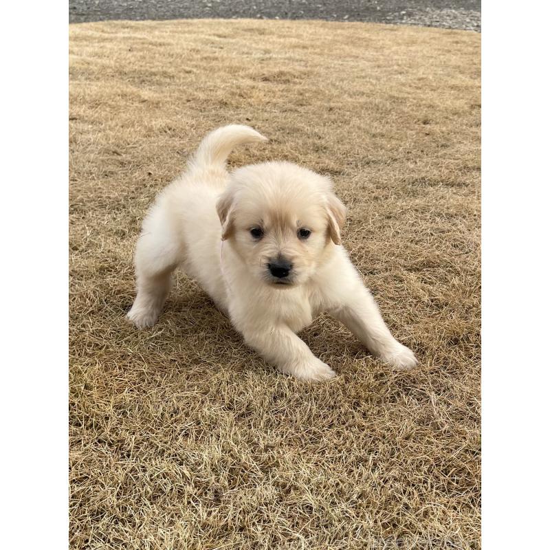 成約済の茨城県のゴールデンレトリーバー-433139の5枚目