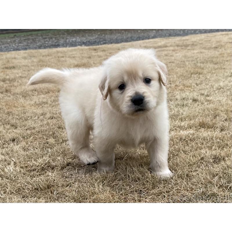 成約済の茨城県のゴールデンレトリーバー-433139の3枚目