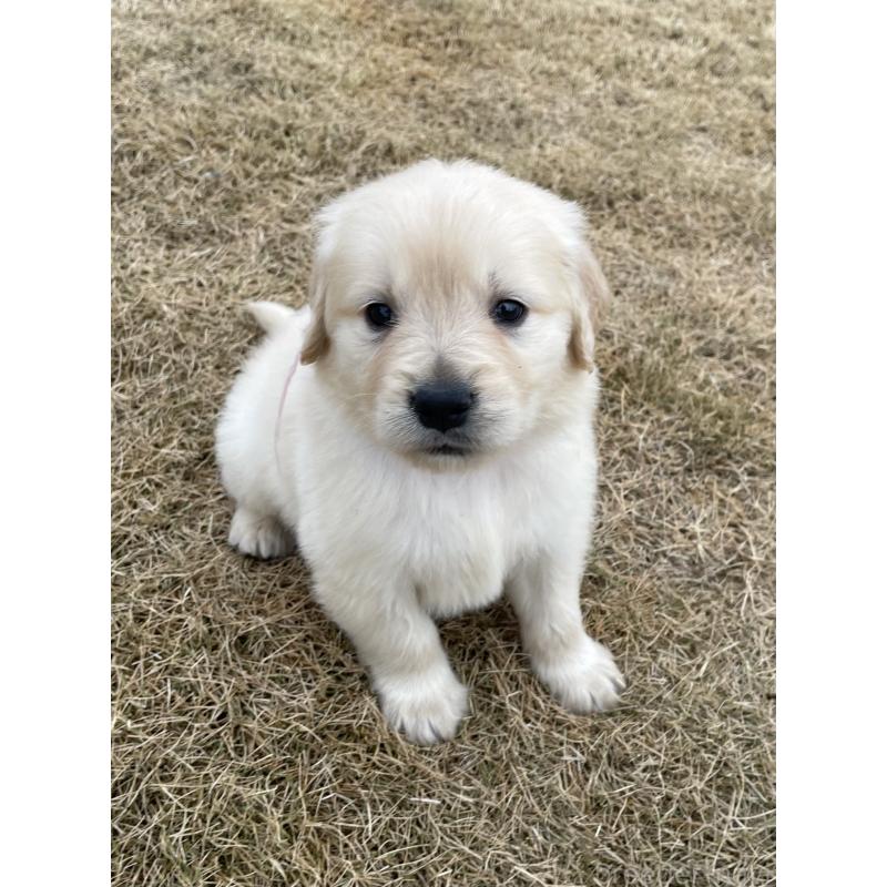 成約済の茨城県のゴールデンレトリーバー-433139の2枚目