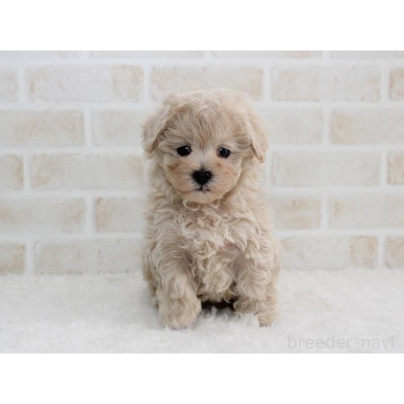 販売中の千葉県のマルプー:マルチーズ×トイプードル-434246の3枚目