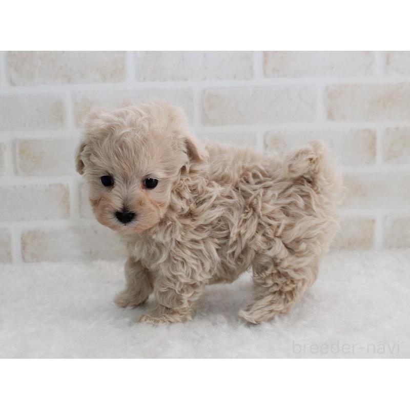販売中の千葉県のマルプー:マルチーズ×トイプードル-434246の2枚目