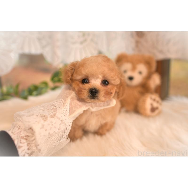 販売中の山梨県のティーカッププードル-434247の9枚目