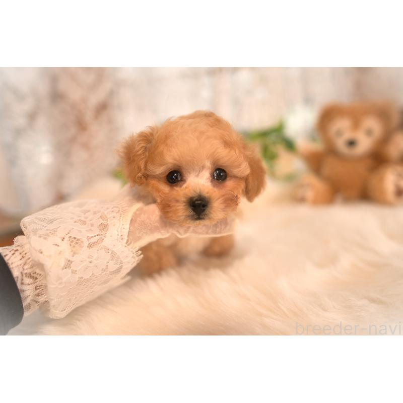 販売中の山梨県のティーカッププードル-434247の7枚目