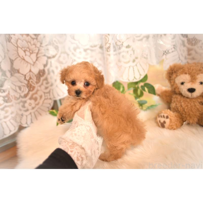 販売中の山梨県のティーカッププードル-434247の5枚目