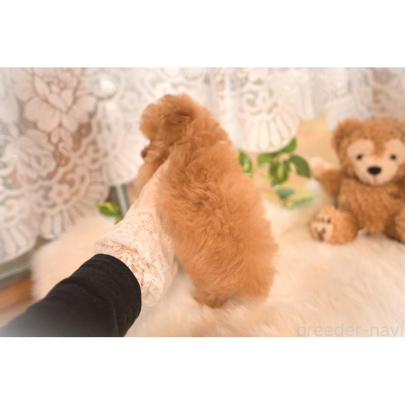 販売中の山梨県のティーカッププードル-434247の4枚目