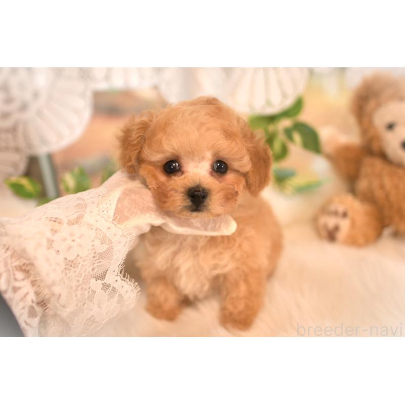 販売中の山梨県のティーカッププードル-434247の3枚目