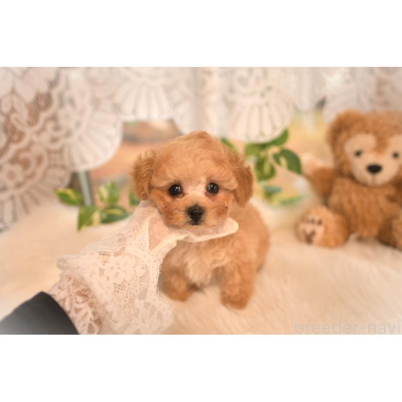 販売中の山梨県のティーカッププードル-434247の2枚目