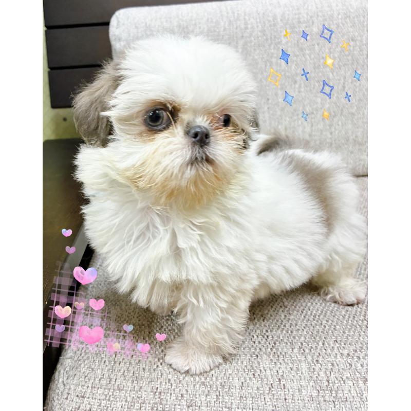 販売中の東京都のシーズー-430791の2枚目