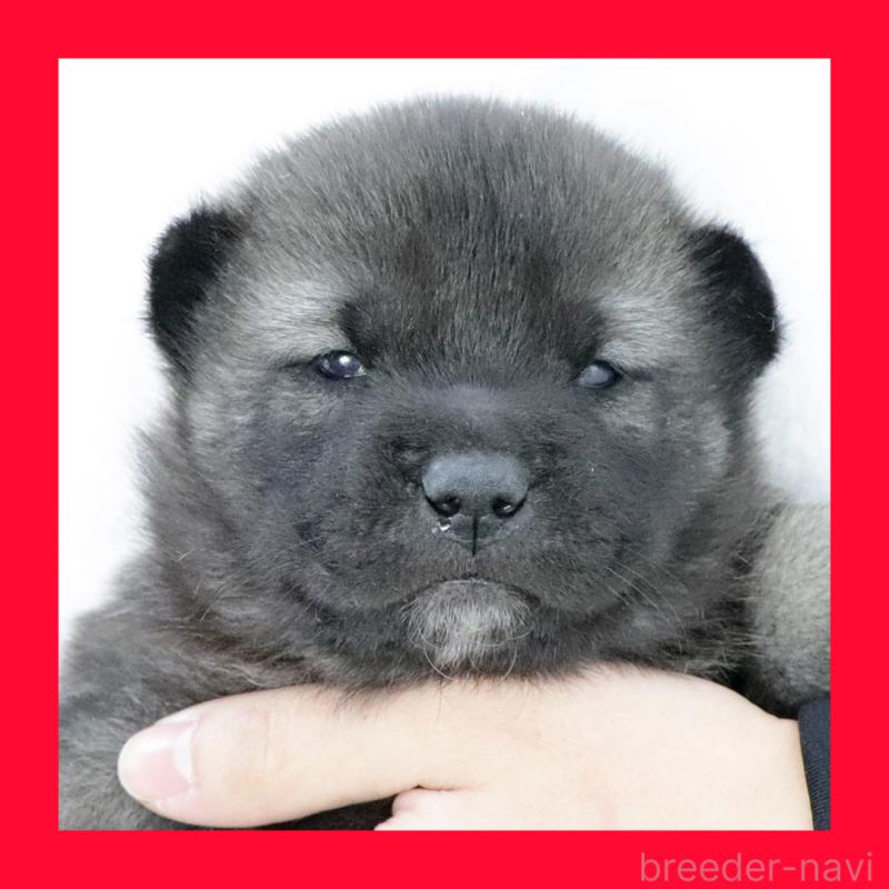 販売中の愛知県の紀州犬-434249の1枚目