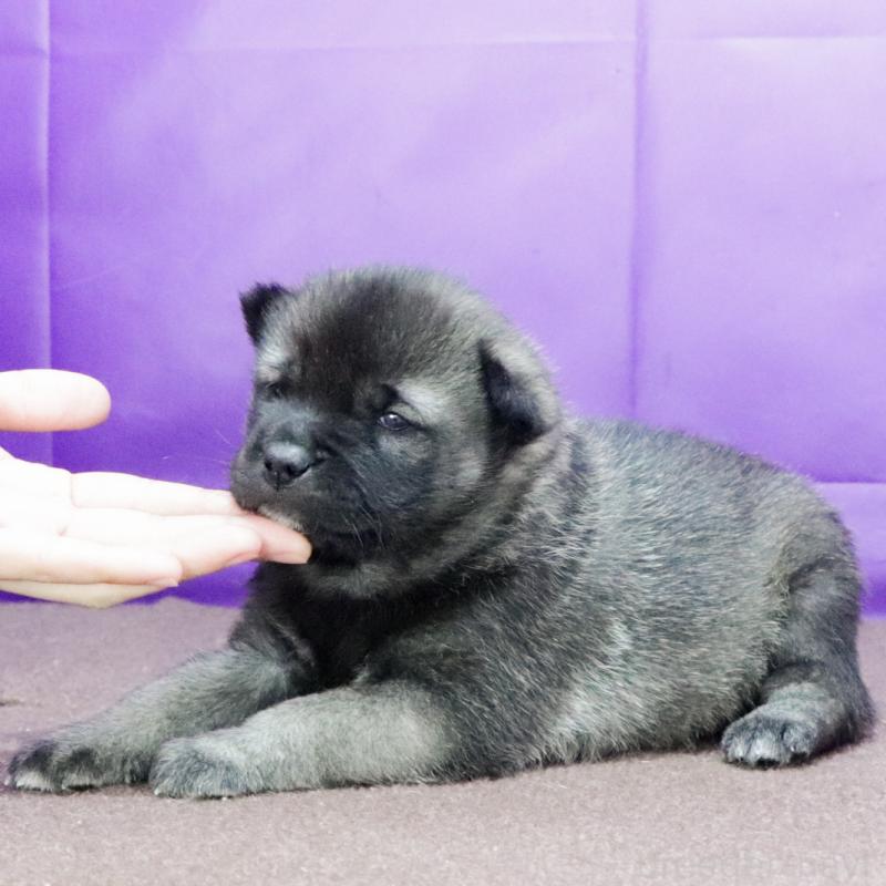 販売中の愛知県の紀州犬-434249の3枚目