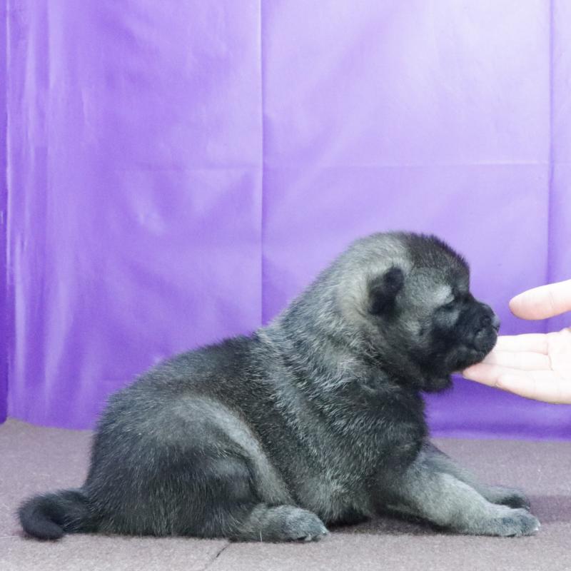 販売中の愛知県の紀州犬-434249の2枚目