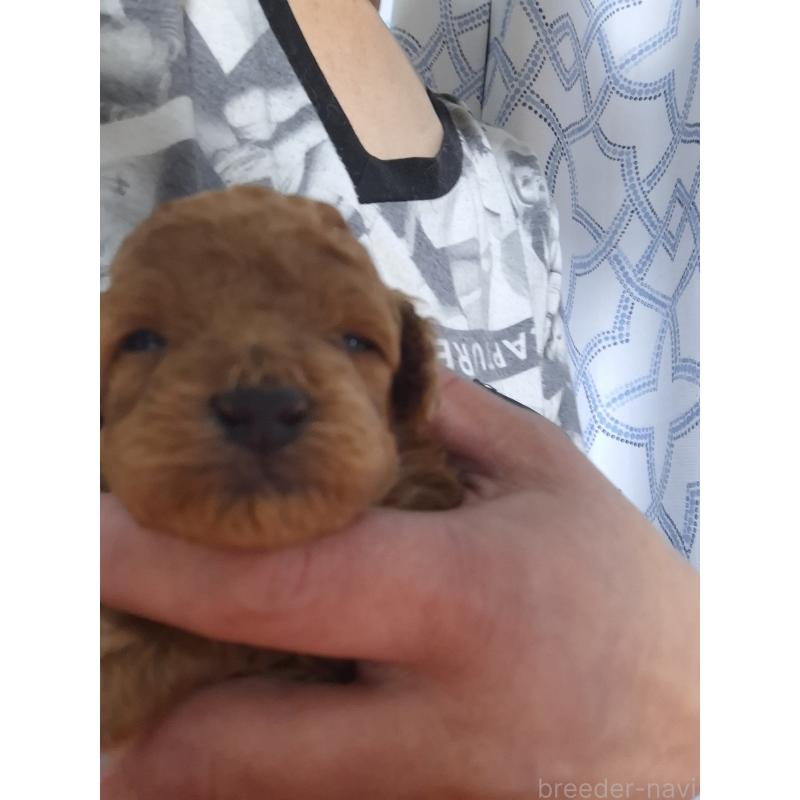 販売中の群馬県のティーカッププードル-434248の8枚目