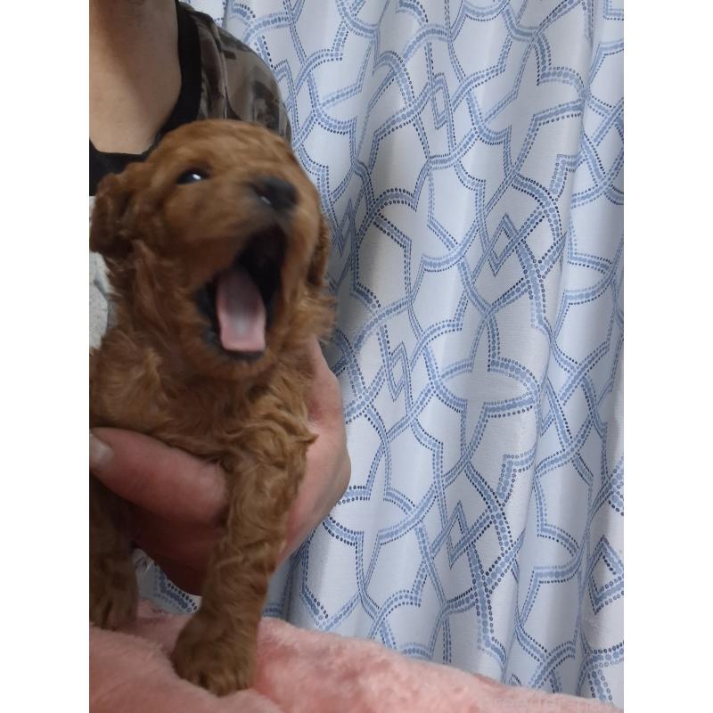 販売中の群馬県のティーカッププードル-434248の7枚目