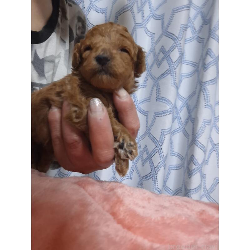 販売中の群馬県のティーカッププードル-434248の6枚目