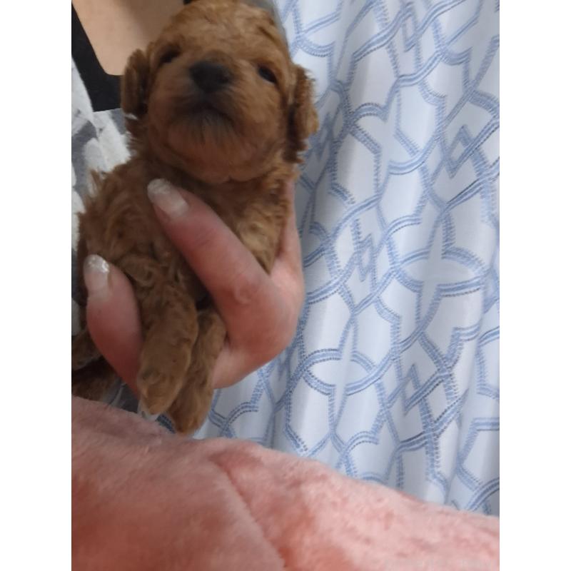 販売中の群馬県のティーカッププードル-434248の5枚目