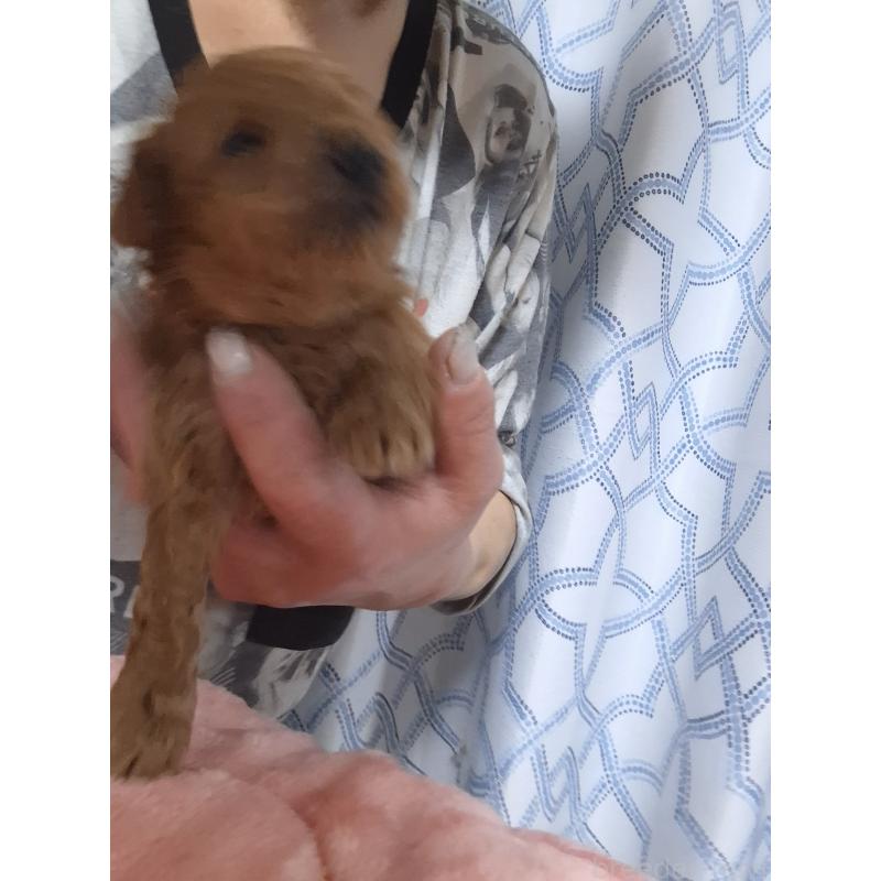 販売中の群馬県のティーカッププードル-434248の4枚目