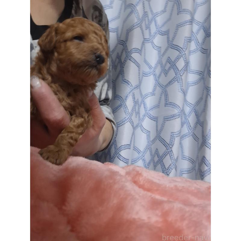 販売中の群馬県のティーカッププードル-434248の3枚目