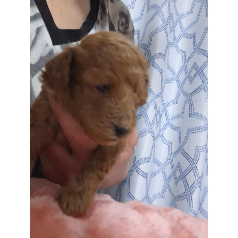 販売中の群馬県のティーカッププードル-434248の2枚目