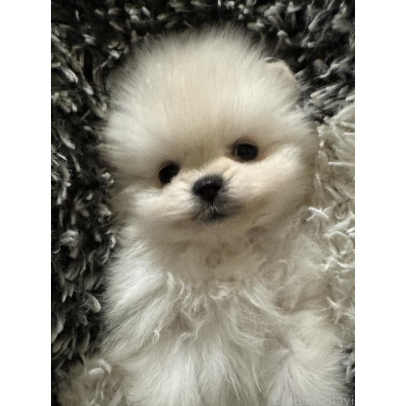 商談中の滋賀県のポメラニアン-433404の4枚目