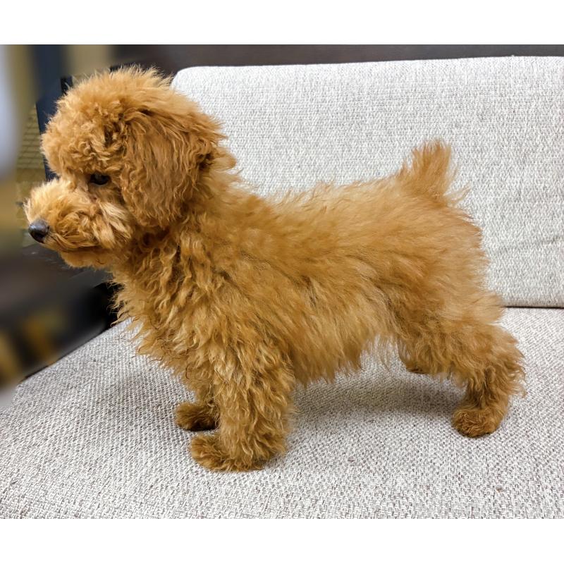 販売中の東京都のティーカッププードル-421339の2枚目