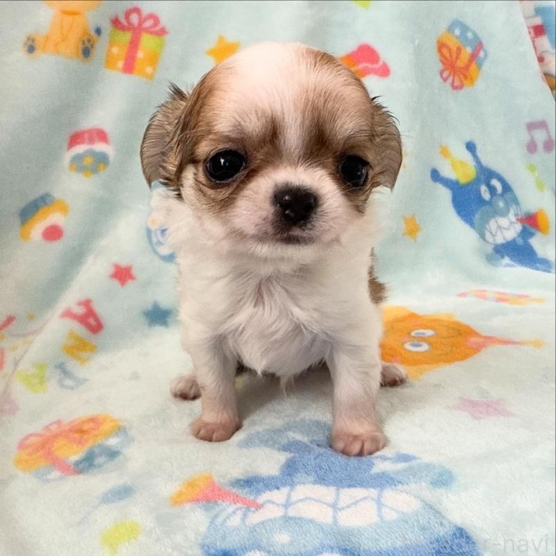 販売中の埼玉県のチワワ(ロングコート)-434250の1枚目