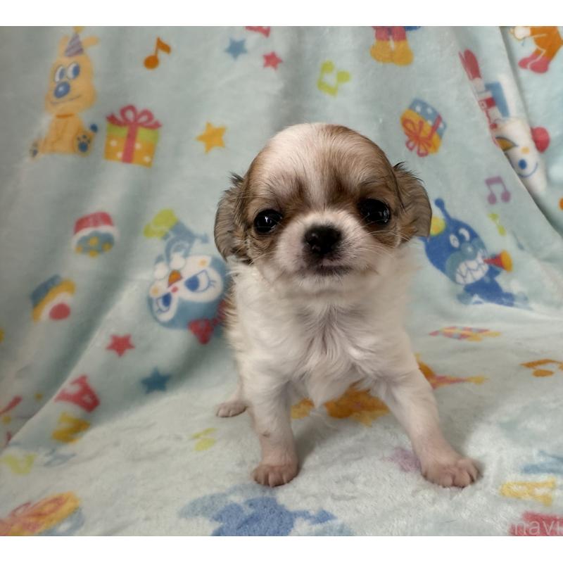 販売中の埼玉県のチワワ(ロングコート)-434250の13枚目