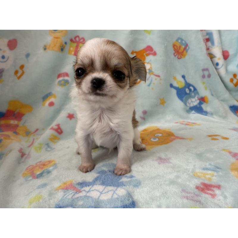 販売中の埼玉県のチワワ(ロングコート)-434250の12枚目