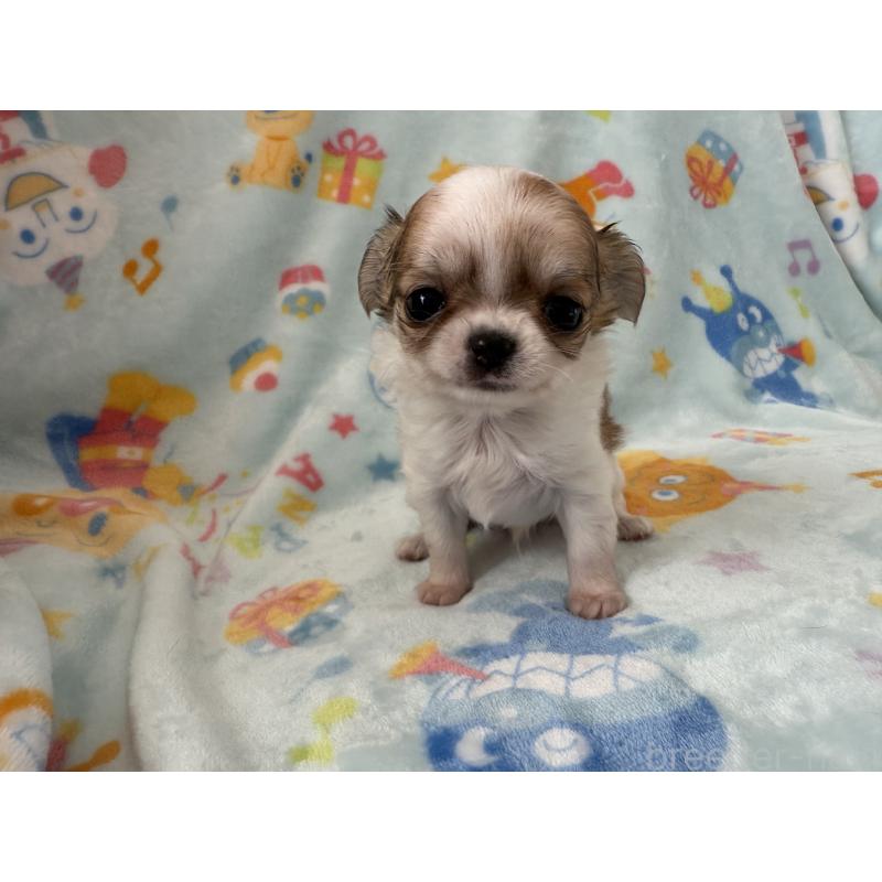 販売中の埼玉県のチワワ(ロングコート)-434250の11枚目