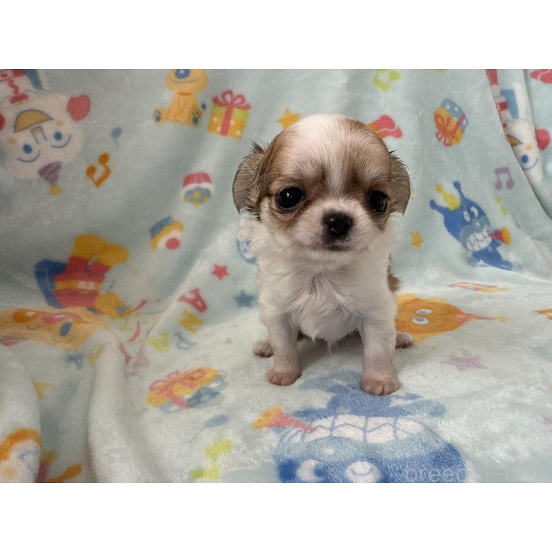 販売中の埼玉県のチワワ(ロングコート)-434250の10枚目