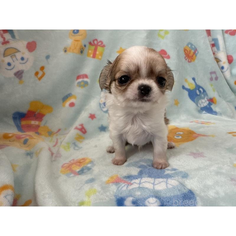 販売中の埼玉県のチワワ(ロングコート)-434250の9枚目