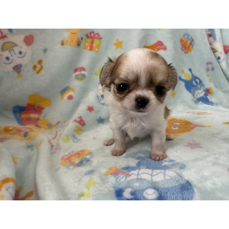 販売中の埼玉県のチワワ(ロングコート)-434250の8枚目